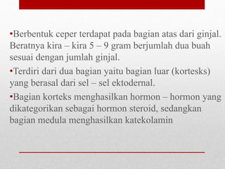 •Berbentuk ceper terdapat pada bagian atas dari ginjal.
Beratnya kira – kira 5 – 9 gram berjumlah dua buah
sesuai dengan jumlah ginjal.
•Terdiri dari dua bagian yaitu bagian luar (kortesks)
yang berasal dari sel – sel ektodernal.
•Bagian korteks menghasilkan hormon – hormon yang
dikategorikan sebagai hormon steroid, sedangkan
bagian medula menghasilkan katekolamin
 