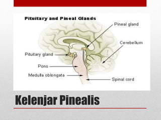 Kelenjar Pinealis
 
