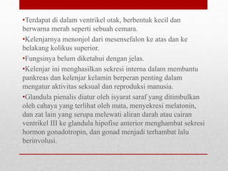•Terdapat di dalam ventrikel otak, berbentuk kecil dan
berwarna merah seperti sebuah cemara.
•Kelenjarnya menonjol dari mesensefalon ke atas dan ke
belakang kolikus superior.
•Fungsinya belum diketahui dengan jelas.
•Kelenjar ini menghasilkan sekresi interna dalam membantu
pankreas dan kelenjar kelamin berperan penting dalam
mengatur aktivitas seksual dan reproduksi manusia.
•Glandula pienalis diatur oleh isyarat saraf yang ditimbulkan
oleh cahaya yang terlihat oleh mata, menyekresi melatonin,
dan zat lain yang serupa melewati aliran darah atau cairan
ventrikel III ke glandula hipofise anterior menghambat sekresi
hormon gonadotropin, dan gonad menjadi terhambat lalu
berinvolusi.
 