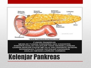 Kelenjar Pankreas
 