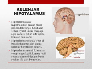 KELENJAR
HIPOTALAMUS
• Hipotalamus atau
hypothalamus adalah pusat
pengendali fungsi tubuh dan
sistem syaraf untuk menjaga
agar kondisi tubuh kita selalu
konstan dan stabil.
• Hipotalamus terletak tepat di
bawah thalamus dan diatas
kelenjar hipofisi (pituitari).
• Hipotalamus memiliki ukuran
yang sangat kecil, kurang lebih
sebesar almond dengan berat
sekitar 1% dari berat otak.
 