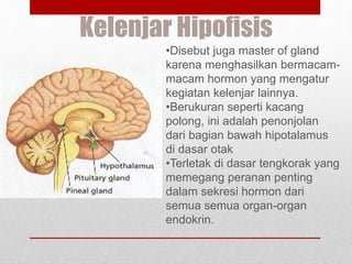 Kelenjar Hipofisis
•Disebut juga master of gland
karena menghasilkan bermacam-
macam hormon yang mengatur
kegiatan kelenjar lainnya.
•Berukuran seperti kacang
polong, ini adalah penonjolan
dari bagian bawah hipotalamus
di dasar otak
•Terletak di dasar tengkorak yang
memegang peranan penting
dalam sekresi hormon dari
semua semua organ-organ
endokrin.
 