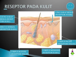 Reseptor Pacini Ruffini ANATOMI SISTEM PANCA INDRA__________.pdf