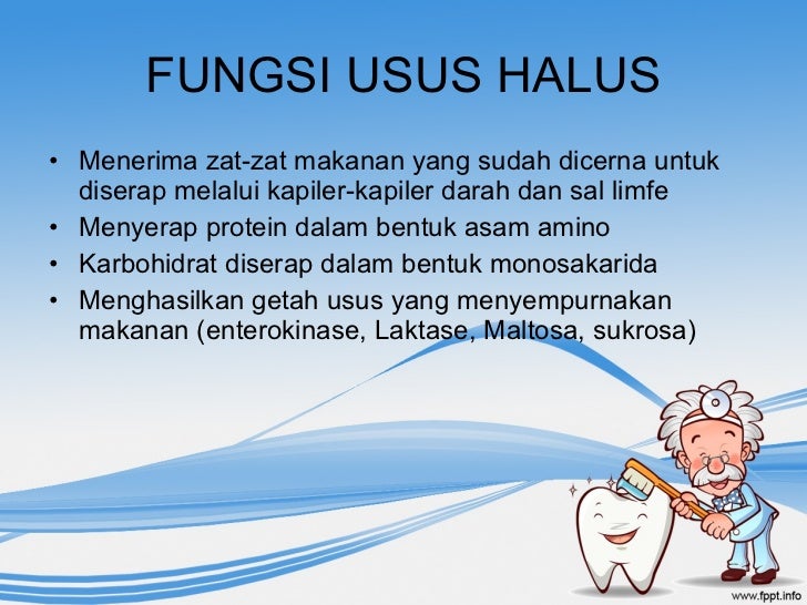 Anatomi sistem pencernaan