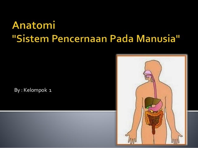 Anatomi Sistem Pencernaan Manusia Anatomi Sistem Pencernaan Manusia