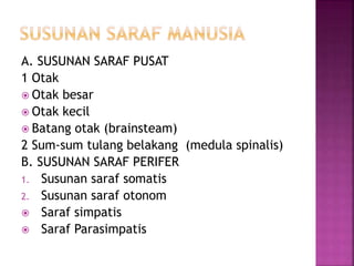 A. SUSUNAN SARAF PUSAT
1 Otak
 Otak besar
 Otak kecil
 Batang otak (brainsteam)
2 Sum-sum tulang belakang (medula spinalis)
B. SUSUNAN SARAF PERIFER
1. Susunan saraf somatis
2. Susunan saraf otonom
 Saraf simpatis
 Saraf Parasimpatis
 