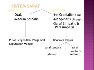 Saraf Pusat Saraf tepi
-Otak -Nn Cranialis(12 psg)
-Medula Spinalis -Nn Spinalis (31 psg)
-Saraf Simpatis &
Parasimpatis
Pusat Pengendali/ Pengambil Konduksi Impuls
keputusan/ Memori
saraf sensoris saraf
motorik
(aferen) (eferen)
 