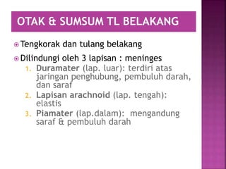  Tengkorak dan tulang belakang
 Dilindungi oleh 3 lapisan : meninges
1. Duramater (lap. luar): terdiri atas
jaringan penghubung, pembuluh darah,
dan saraf
2. Lapisan arachnoid (lap. tengah):
elastis
3. Piamater (lap.dalam): mengandung
saraf & pembuluh darah
OTAK & SUMSUM TL BELAKANG
 