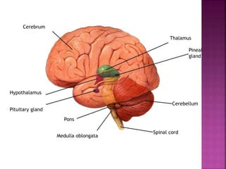 Pons
Pituitary gland
Hypothalamus
Cerebrum
Medulla oblongata
Spinal cord
Cerebellum
Pineal
gland
Thalamus
Section 35-3
 