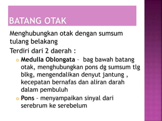 Menghubungkan otak dengan sumsum
tulang belakang
Terdiri dari 2 daerah :
 Medulla Oblongata – bag bawah batang
otak, menghubungkan pons dg sumsum tlg
blkg, mengendalikan denyut jantung ,
kecepatan bernafas dan aliran darah
dalam pembuluh
 Pons – menyampaikan sinyal dari
serebrum ke serebelum
 