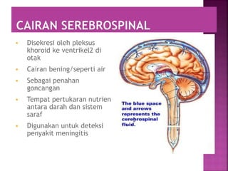  Disekresi oleh pleksus
khoroid ke ventrikel2 di
otak
 Cairan bening/seperti air
 Sebagai penahan
goncangan
 Tempat pertukaran nutrien
antara darah dan sistem
saraf
 Digunakan untuk deteksi
penyakit meningitis
 