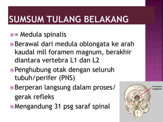 = Medula spinalis
Berawal dari medula oblongata ke arah
kaudal mll foramen magnum, berakhir
diantara vertebra L1 dan L2
Penghubung otak dengan seluruh
tubuh/perifer (PNS)
Berperan langsung dalam proses/
gerak refleks
Mengandung 31 psg saraf spinal
 