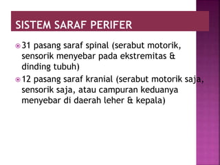 31 pasang saraf spinal (serabut motorik,
sensorik menyebar pada ekstremitas &
dinding tubuh)
12 pasang saraf kranial (serabut motorik saja,
sensorik saja, atau campuran keduanya
menyebar di daerah leher & kepala)
 