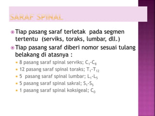  Tiap pasang saraf terletak pada segmen
tertentu (serviks, toraks, lumbar, dll.)
 Tiap pasang saraf diberi nomor sesuai tulang
belakang di atasnya :
 8 pasang saraf spinal serviks; C1-C8
 12 pasang saraf spinal toraks; T1-T12
 5 pasang saraf spinal lumbar; L1-L5
 5 pasang saraf spinal sakral; S1-S5
 1 pasang saraf spinal koksigeal; C0
 