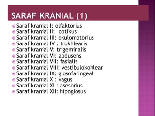  Saraf kranial I: olfaktorius
 Saraf kranial II: optikus
 Saraf kranial III: okulomotorius
 Saraf kranial IV : trokhlearis
 Saraf kranial V: trigeminalis
 Saraf kranial VI: abdusens
 Saraf kranial VII: fasialis
 Saraf kranial VIII: vestibulokohlear
 Saraf kranial IX: glosofaringeal
 Saraf kranial X : vagus
 Saraf kranial XI : asesorius
 Saraf kranial XII: hipoglosus
 