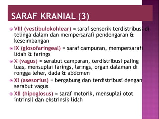  VIII (vestibulokohlear) = saraf sensorik terdistribusi di
telinga dalam dan mempersarafi pendengaran &
keseimbangan
 IX (glosofaringeal) = saraf campuran, mempersarafi
lidah & farings
 X (vagus) = serabut campuran, terdistribusi paling
luas, mensuplai farings, larings, organ dalaman di
rongga leher, dada & abdomen
 XI (asesorius) = bergabung dan terdistribusi dengan
serabut vagus
 XII (hipoglosus) = saraf motorik, mensuplai otot
intrinsil dan ekstrinsik lidah
 