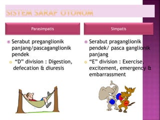  Serabut preganglionik
panjang/pascaganglionik
pendek
 “D” division : Digestion,
defecation & diuresis
 Serabut praganglionik
pendek/ pasca ganglionik
panjang
 “E” division : Exercise,
excitement, emergency &
embarrassment
Parasimpatis Simpatis
 