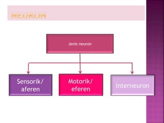 Jenis neuron
Sensorik/
aferen
Motorik/
eferen
Interneuron
 