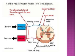 Anatomi sistem persyarafan
