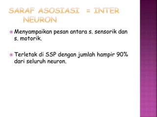  Menyampaikan pesan antara s. sensorik dan
s. motorik.
 Terletak di SSP dengan jumlah hampir 90%
dari seluruh neuron.
 