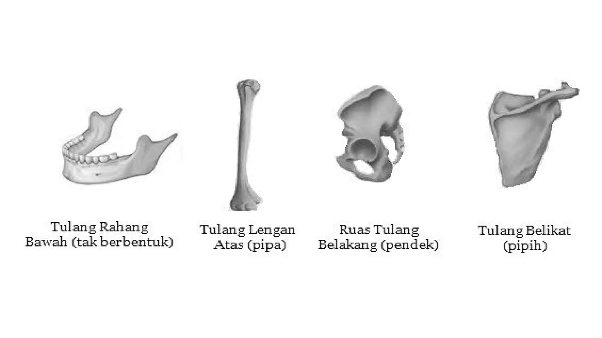 Anatomi Sistem Rangka - Cranium.pptx materi kuliah | PPT