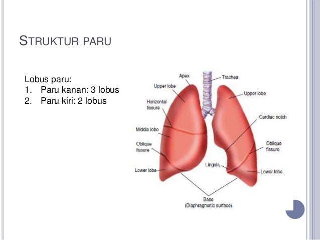 Anatomi sistem respirasi 