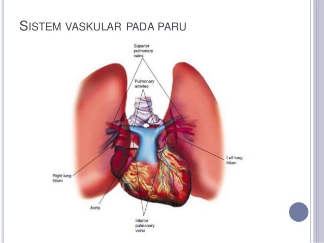 Anatomi Sistem Respirasi