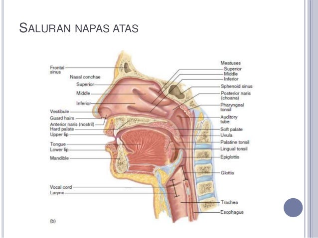 Anatomi sistem respirasi Anatomi sistem respirasi