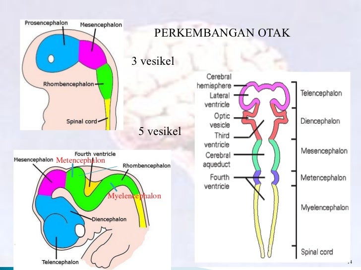 Anatomi Sistem Saraf