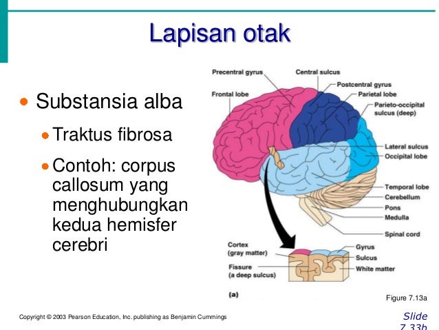 Anatomi sistem saraf