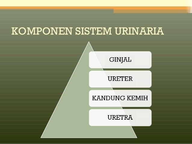 Anatomi Sistem Urinaria