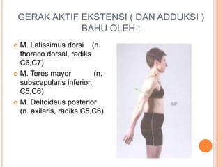 Anatomi Terapan Pada Bahu dan Lengan Atas | PPTX