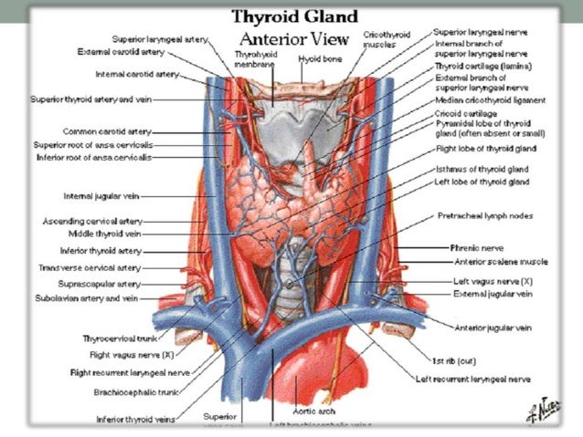  Anatomi  tiroid