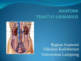 Bagian Anatomi
Fakultas Kedokteran
Universitas Lampung

 