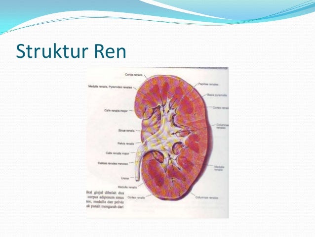 87+ Gambar Vaskularisasi Ginjal 87+ Gambar Vaskularisasi Ginjal