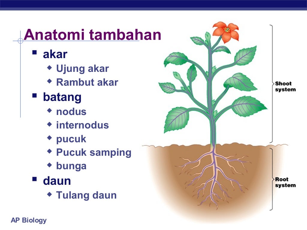 Ilustrasi Anatomi Tumbuhan