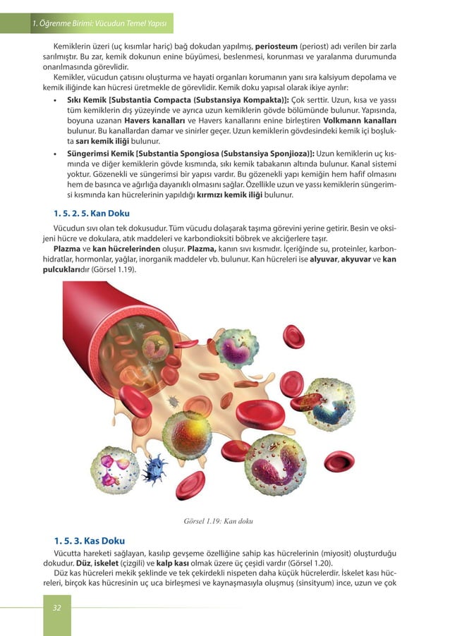 Veteriner Anatomi Kitabı PDF