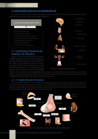 9.sınıf anatomi ve fizyoloji kitabı