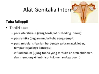Alat Genitalia Interna
Tuba falloppii
• Terdiri atas:
– pars interstisialis (yang terdapat di dinding uterus)
– pars ismika (bagian medial tuba yang sempit)
– pars ampularis (bagian berbentuk saluran agak lebar,
tempat terjadinya konsepsi)
– infundibulum (ujung tunba yang terbuka ke arah abdomen
dan mempunyai fimbria untuk menangkap ovum)
 