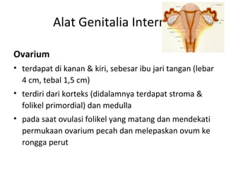 Alat Genitalia Interna
Ovarium
• terdapat di kanan & kiri, sebesar ibu jari tangan (lebar
4 cm, tebal 1,5 cm)
• terdiri dari korteks (didalamnya terdapat stroma &
folikel primordial) dan medulla
• pada saat ovulasi folikel yang matang dan mendekati
permukaan ovarium pecah dan melepaskan ovum ke
rongga perut
 