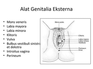 Alat Genitalia Eksterna
• Mons veneris
• Labia mayora
• Labia minora
• Klitoris
• Vulva
• Bulbus vestibuli sinistra
et dekstra
• Introitus vagina
• Perineum
 