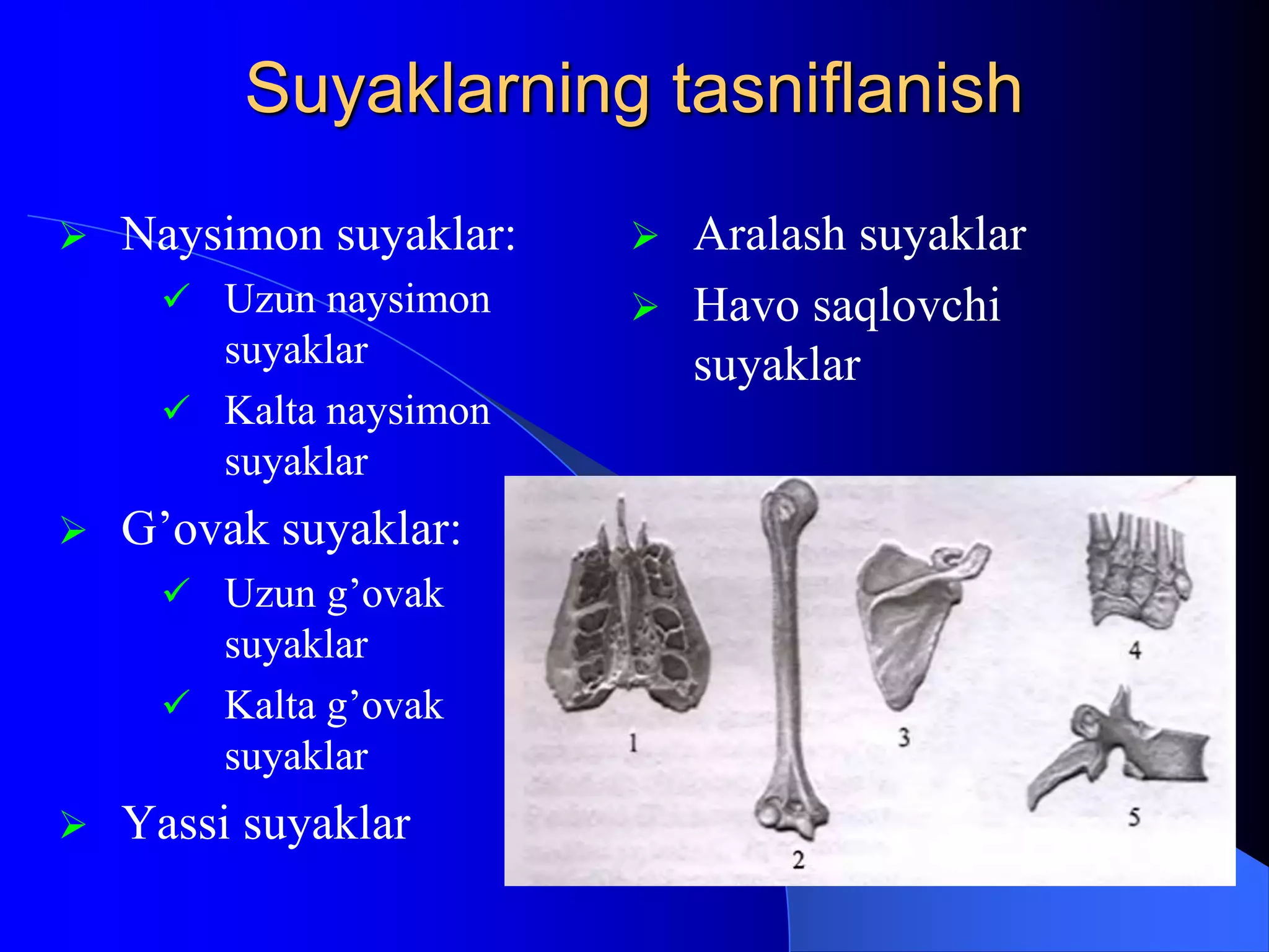 Jinsiy anatomiyani ichkaridan tomosha qiling