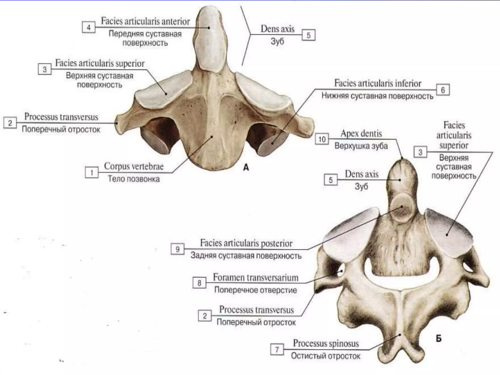 Hech kimga sezdirmay uning etagiga keldim.
