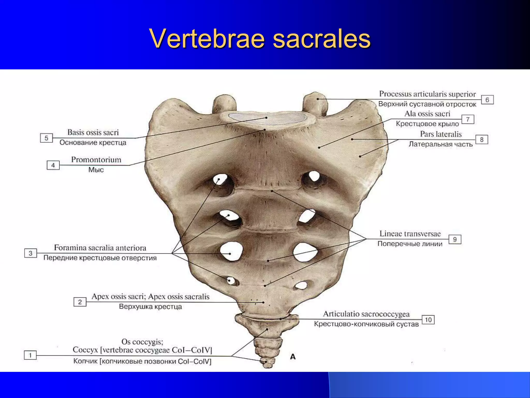Selena va jinsiy aloqa
