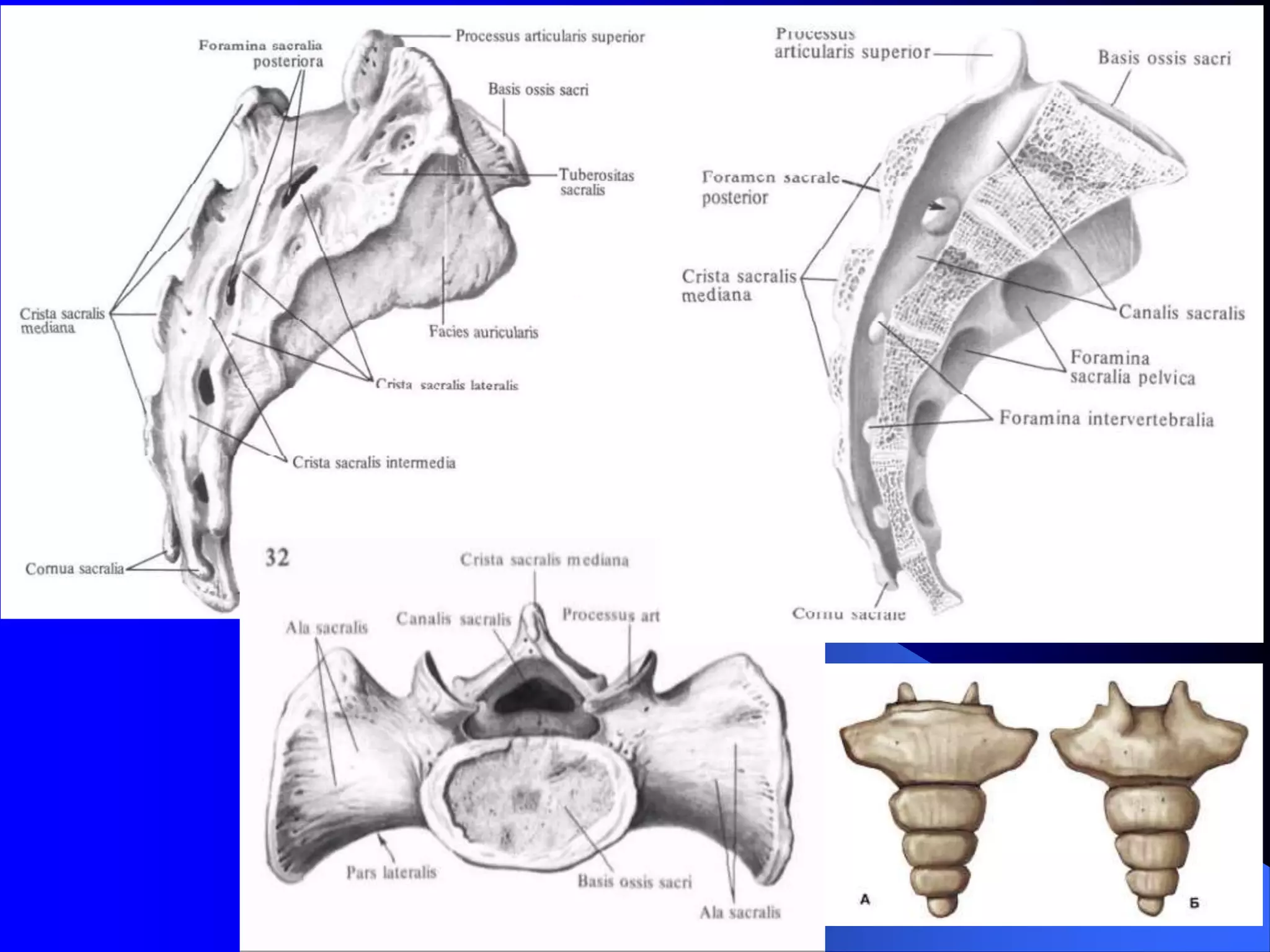 Qora rangdagi sperma jinsiy aloqa