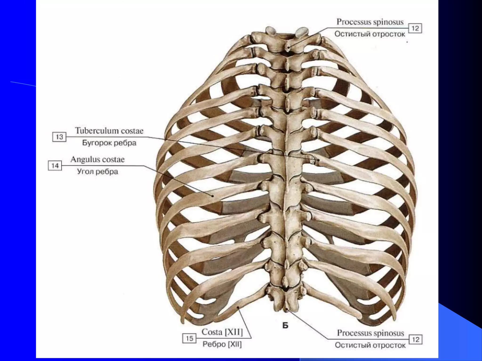 yalangoch tanadagi gozal ayollar