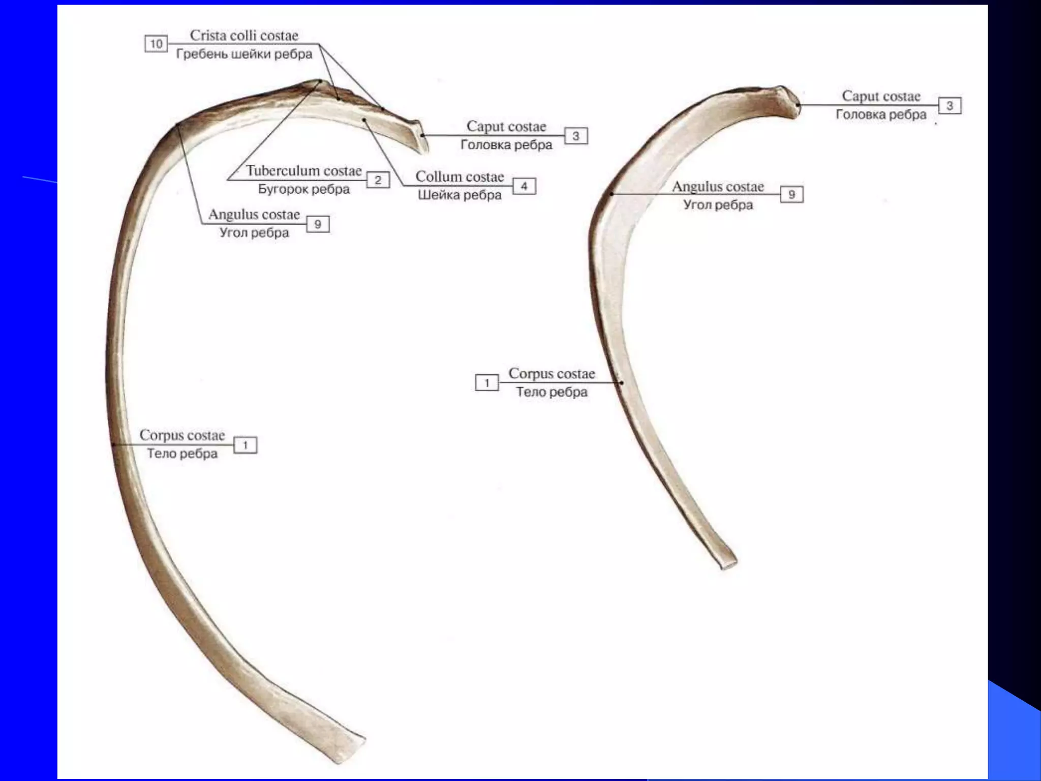 Onlaynda kokrak qafasi
