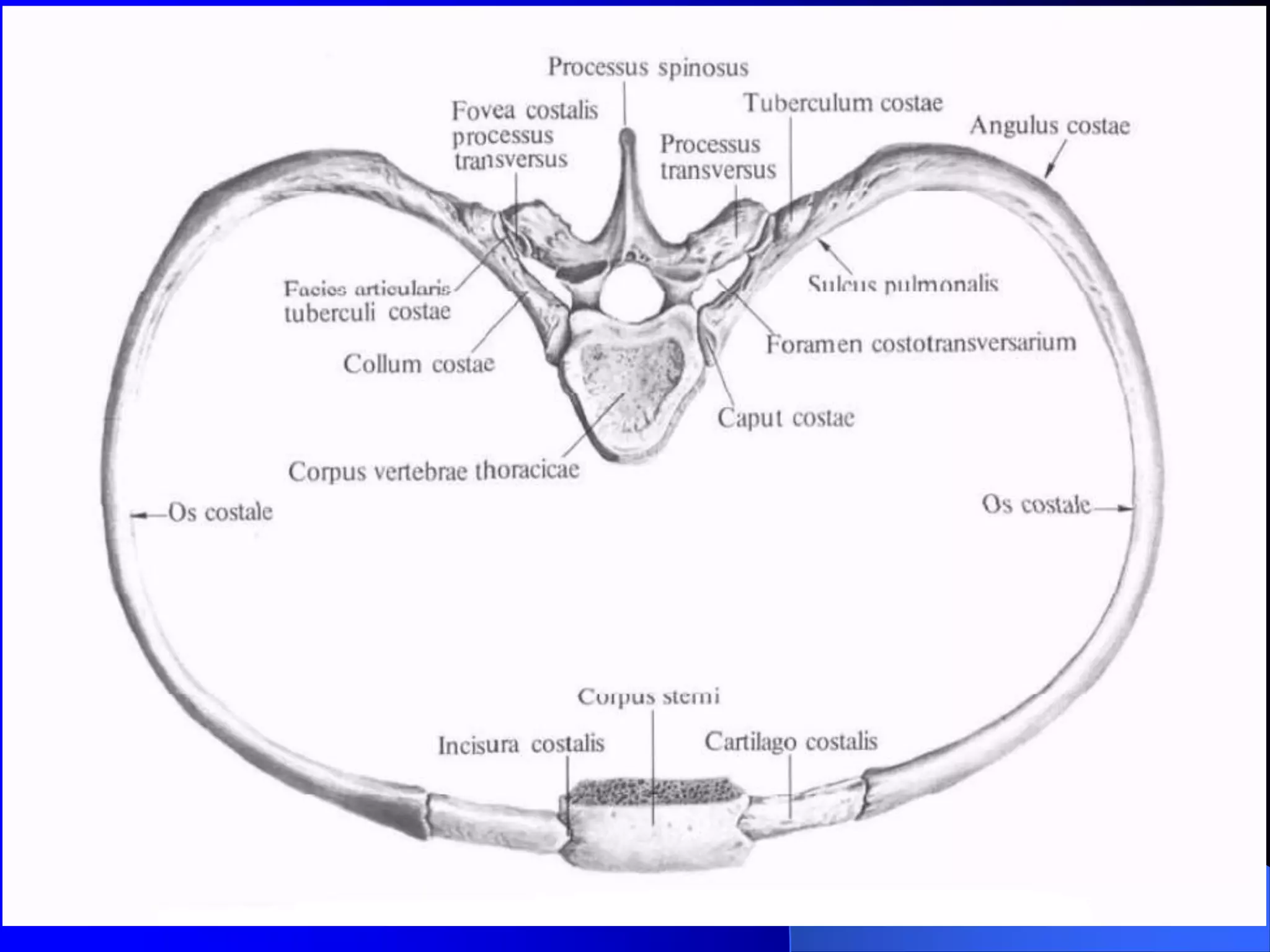 Onalarning eshaklari va kokraklari fotosuratlari