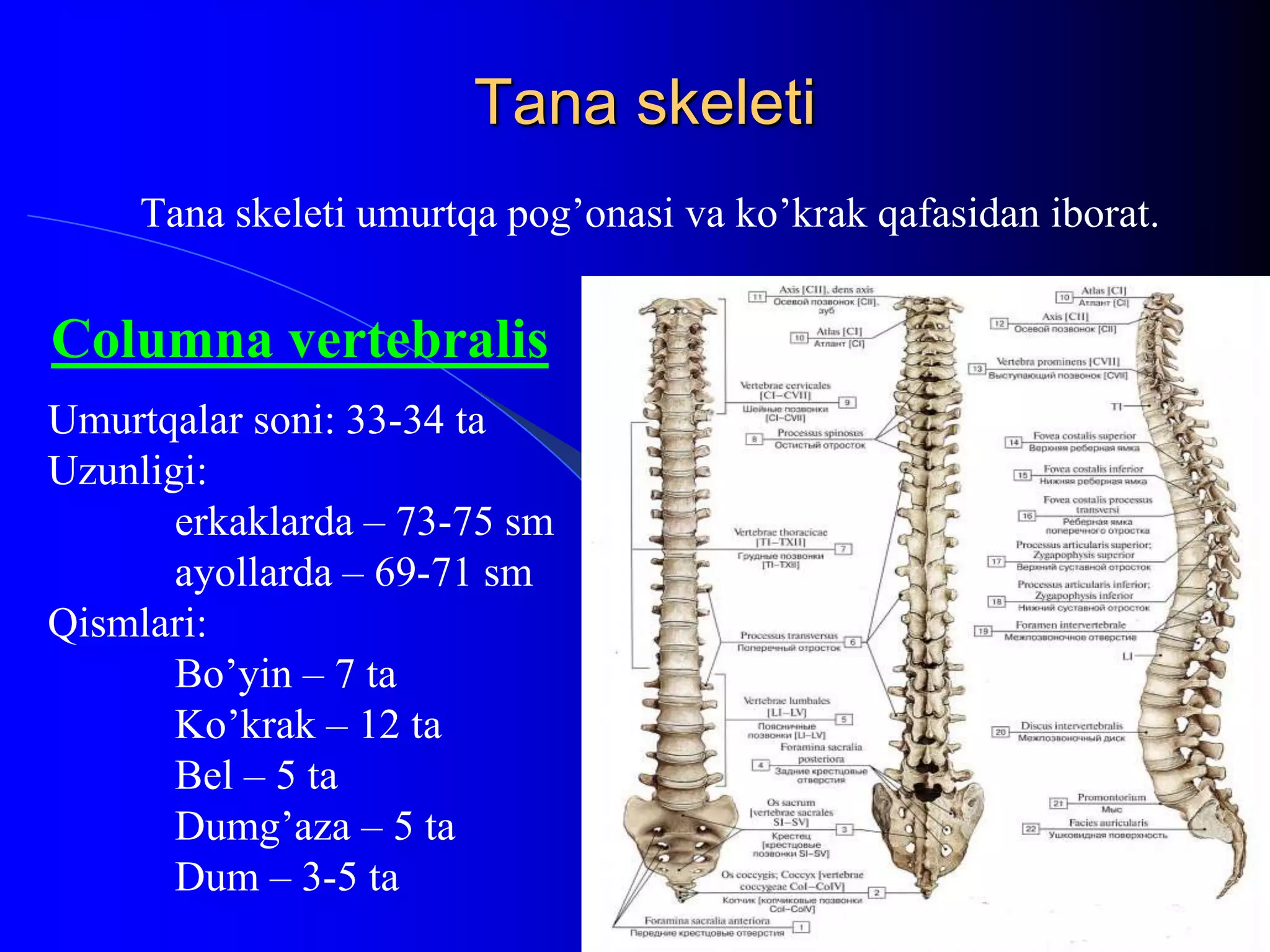 Rus ochiq anal porno