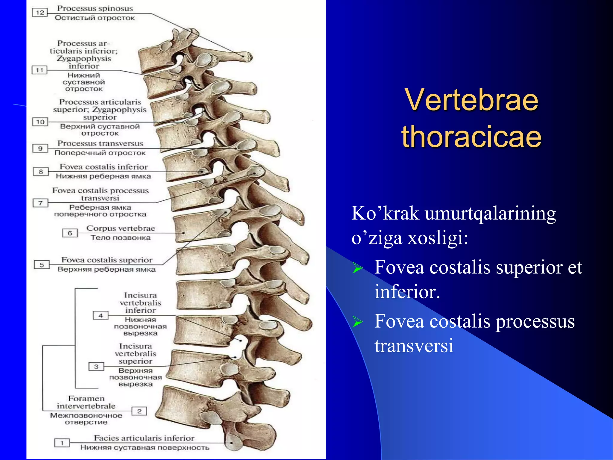 Yurganda osilgan kokraklar osilib turadi